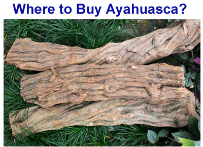 Click Here To Buy Ayahuasca Now !