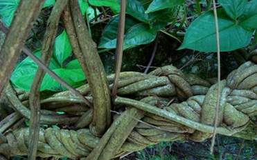 Banisteriopsis Caapi Image
